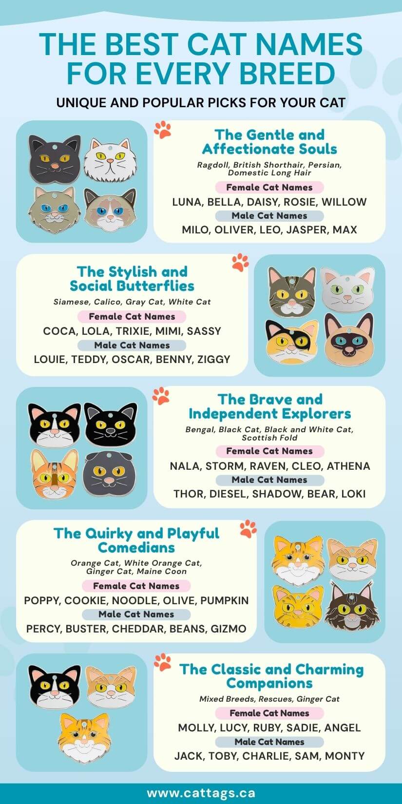 Visual guide showing kitten name ideas by breed and personality, with male and female cat names and matching engraved cat tags cover photo